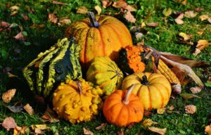 Les courges sont les légumes du mois d'octobre par excellence